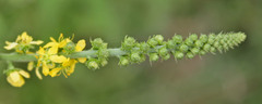 Agrimonia parviflora