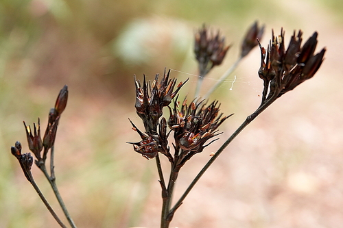 Image of Haemodorum brevistylum by (c) Max Campbell, some rights reserved (CC BY)