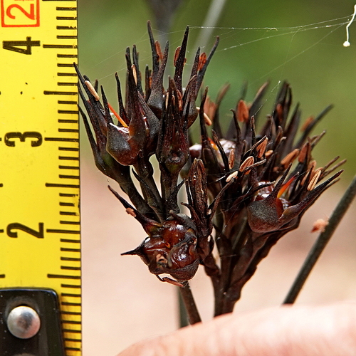 Image of Haemodorum brevistylum by (c) Max Campbell, some rights reserved (CC BY)
