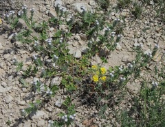 Glandularia verecunda