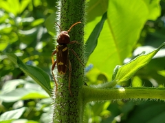 Xylotrechus insignis