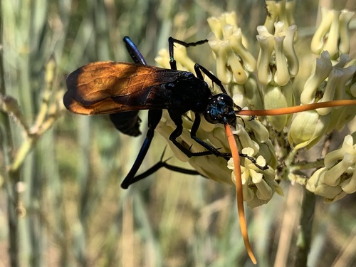 Milde's Tarantula-hawk Wasp photo 5
