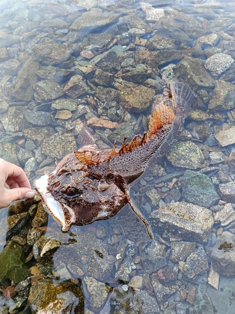 Zee-raaf (Hemitripterus villosus) — Hemitripteridae