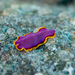 Fuchsia Flatworm - Photo (c) Chris Wilson, some rights reserved (CC BY-NC)