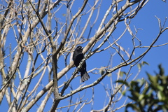 Cacicus chrysopterus