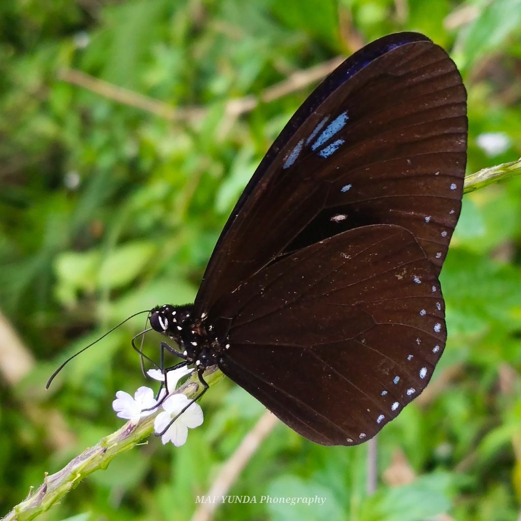 Sulawesi Striped Blue Crow