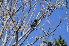 Cacicus chrysopterus