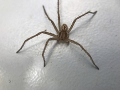 Araneae