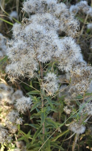 Image of Brickellia macranthra by (c) saltyhiker, some rights reserved (CC BY)