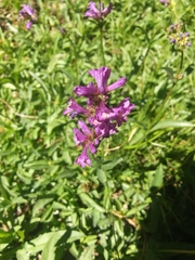Penstemon heterodoxus
