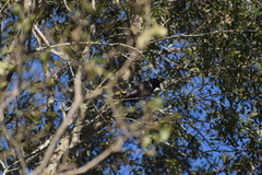 Cyanocorax cyanomelas