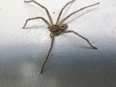Araneae