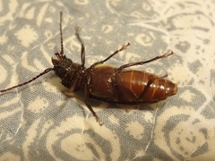 Archodontes melanopus