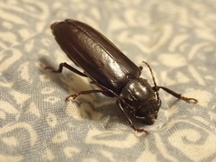 Archodontes melanopus