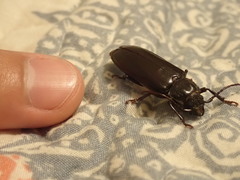 Archodontes melanopus