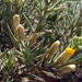 Iphiona scabra - Photo (c) Ron Frumkin, some rights reserved (CC BY-NC), uploaded by Ron Frumkin