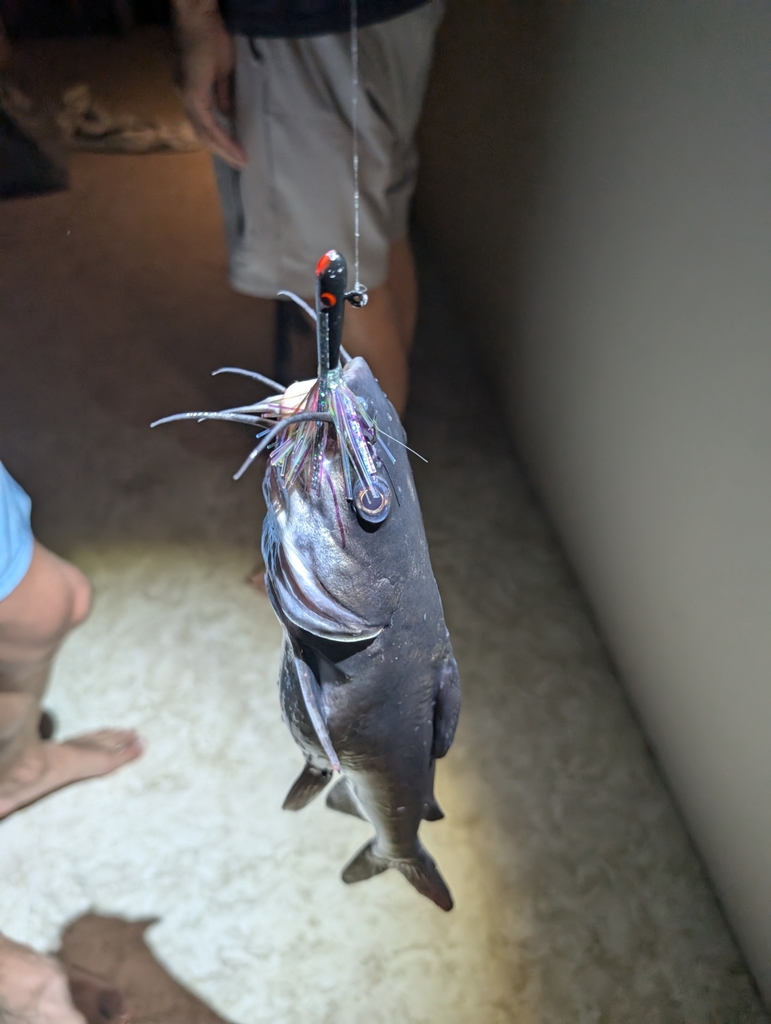 Hardhead Sea Catfish