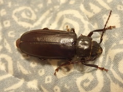 Archodontes melanopus