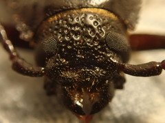 Archodontes melanopus