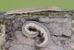 Grammodes bifasciata