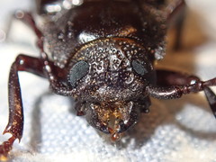 Archodontes melanopus