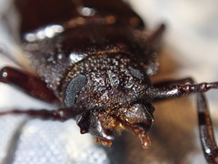 Archodontes melanopus