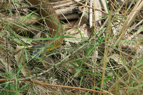 Tiger Snake sighting