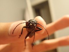 Archodontes melanopus