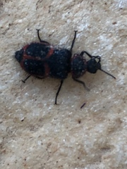 Astylus cyanerythrus