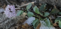 Valeriana arizonica