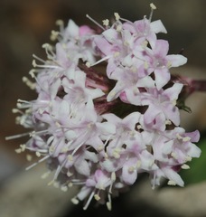 Valeriana arizonica