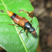 Xenopygus bicolor - Photo 由 Rob Westerduijn 所上傳的 (c) Rob Westerduijn，保留部份權利CC BY-NC