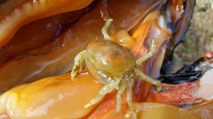 Fabia subquadrata