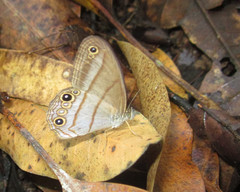 Amiga arnaca