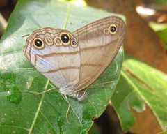 Amiga arnaca