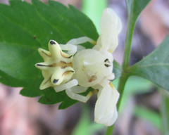 Epicadus heterogaster