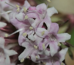Valeriana arizonica