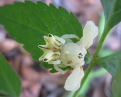 Epicadus heterogaster