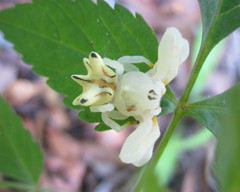 Epicadus heterogaster