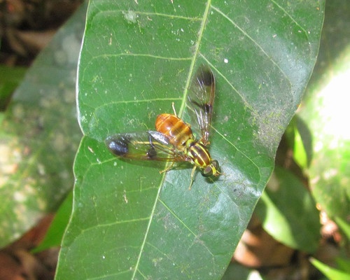 Chrysochlorina