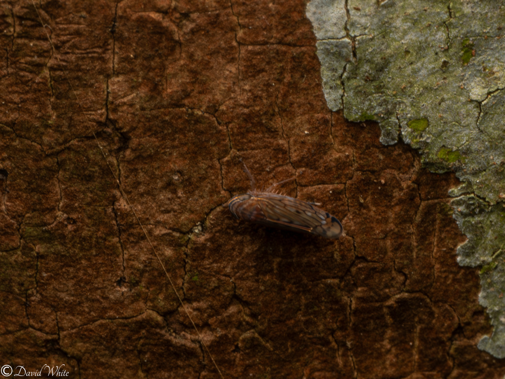 Diemoides brunneus