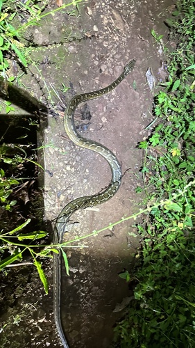 Coastal Carpet Python sighting