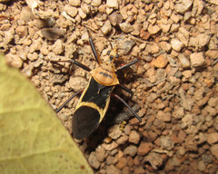 Zelurus circumcinctus