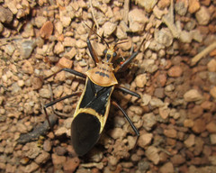 Zelurus circumcinctus