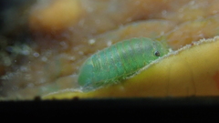 Image of Exosphaeroma obtusum