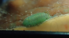 Exosphaeroma obtusum