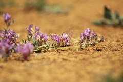 Astragalus nothoxys