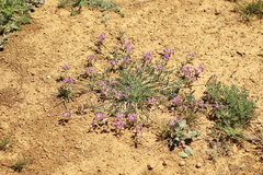 Astragalus nothoxys