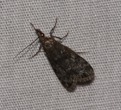 Scoparia penumbralis