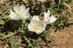 Oenothera deltoides
